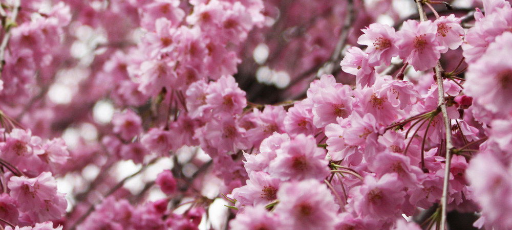 桜 原谷 苑 見る価値あり♡知る人ぞ知る、京都の桜の名所「原谷苑」
